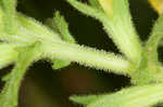 Yellow glandweed